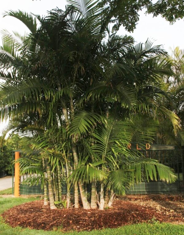 Dypsis cabadae (Cabada Palm)