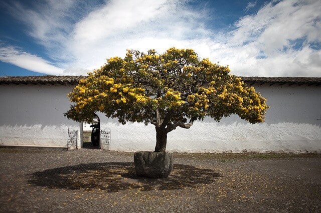 CORDIA LUTEA SPECIMEN