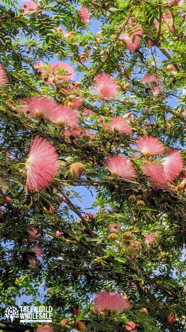 Calliandra Surinamisensis - Pink Powder Puff