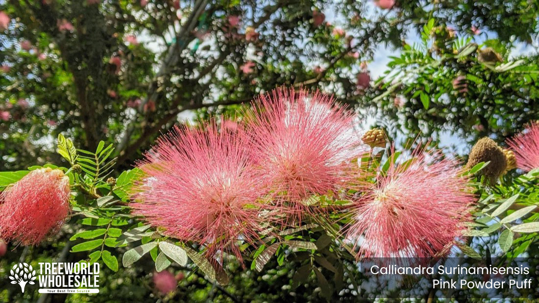 Calliandra Surinamisensis - Pink powder Puff - Flower_