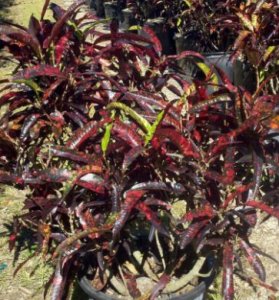 Codiaeum variegatum (Croton Variety Franklin Roosevelt) | Treeworld