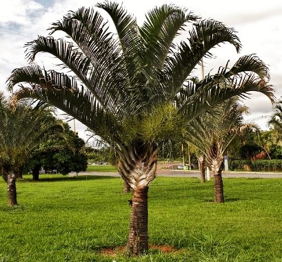 Dypsis Decaryi