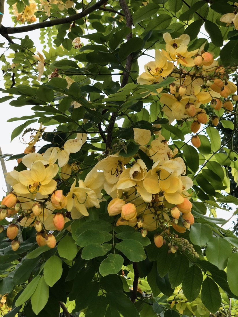 Cassia × nealiae 'Lunalilo Yellow' - Yellow Rainbow Shower - Flower