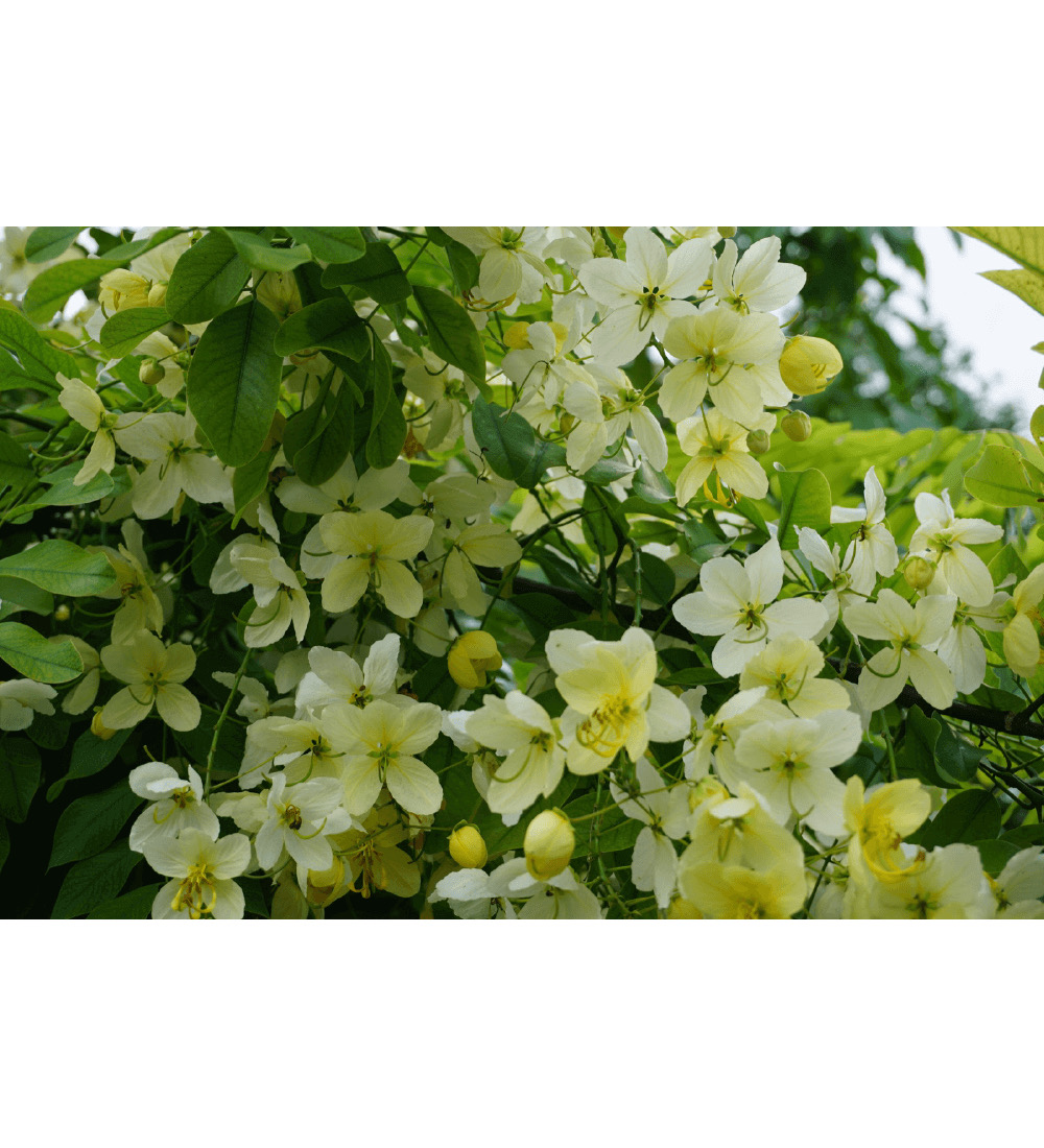 Cassia × nealiae 'Queen's Hospital White - White Rainbow Shower - Flower