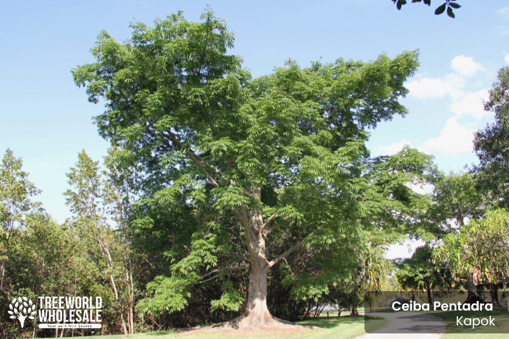 Ceiba Pentandra: Kapok Tree For Sale South Florida 🌳