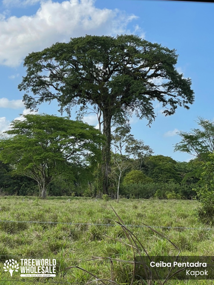 Ceiba Pentandra: Kapok Tree For Sale South Florida 🌳