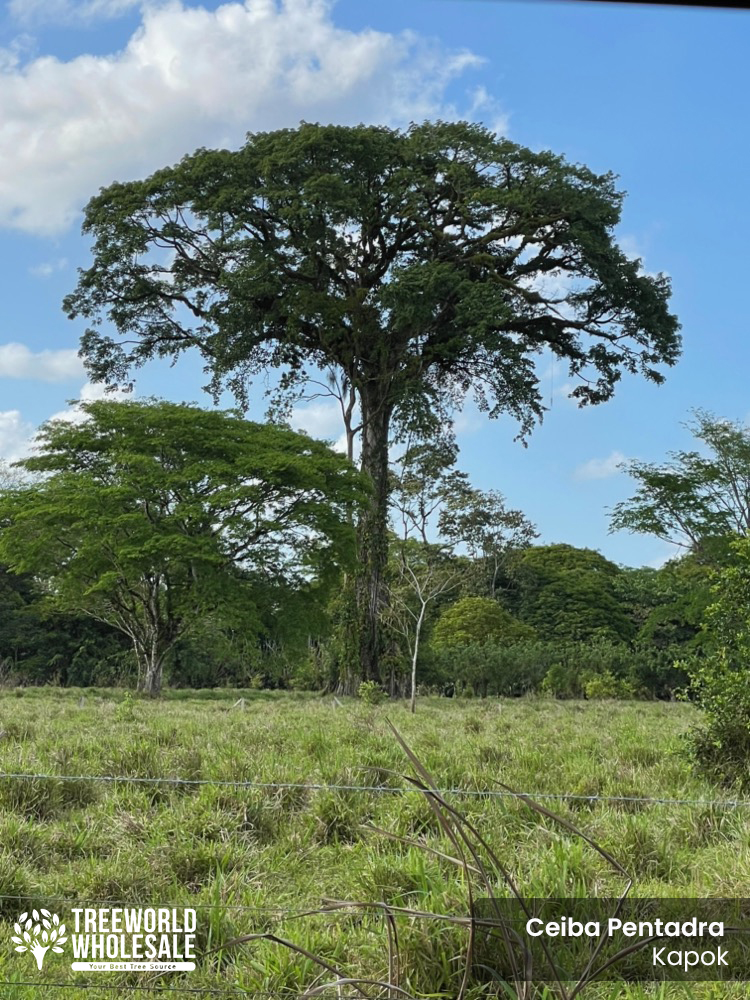 https://www.treeworldwholesale.com/wp-content/uploads/2020/01/Ceiba-Pentandra-Kapok-Specimen-W.jpg