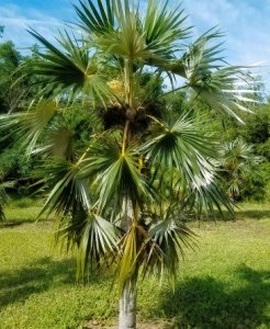 garden additions Coccothrinax Argentata (Silver Palm)