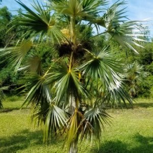 Coccothrinax argentata known as the Florida Silver Palm at Treeworld Wholesale