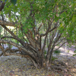 Colubrina Elliptica (Soldierwood)