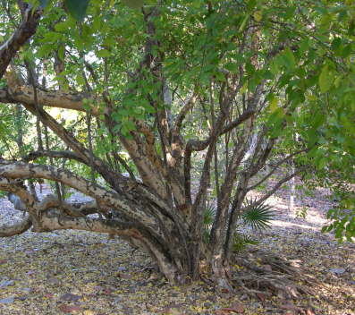 Colubrina Elliptica