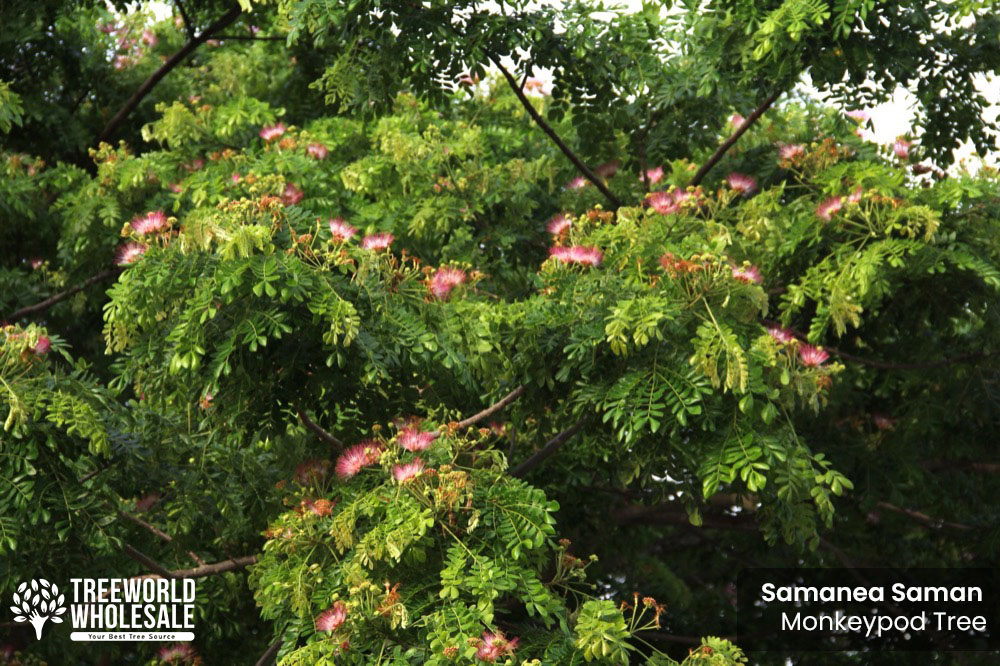 Samanea Saman Rain Tree, Monkey Pod Tree - Flower