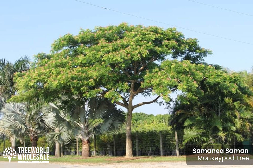 Samanea Saman Rain Tree, Monkey Pod Tree - Specimen