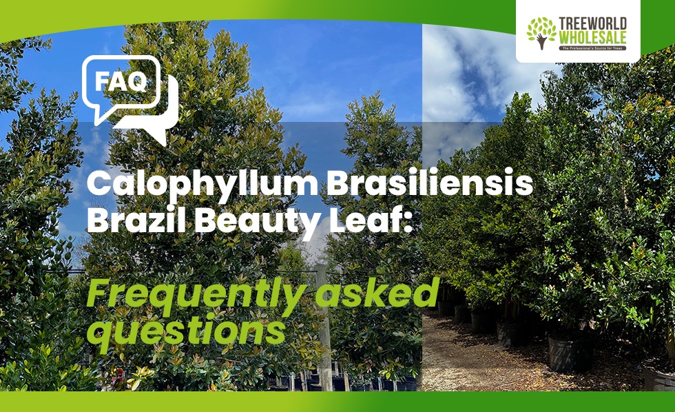 Cover - Calophyllum Brasilensis FAQ