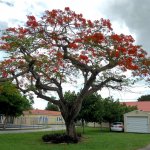 DELONIX REGIA RED SPECIMEN