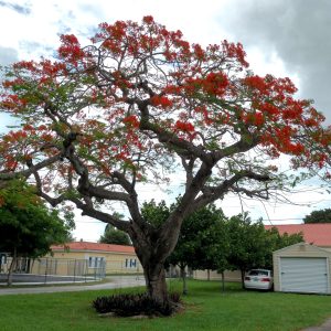 DELONIX REGIA RED SPECIMEN