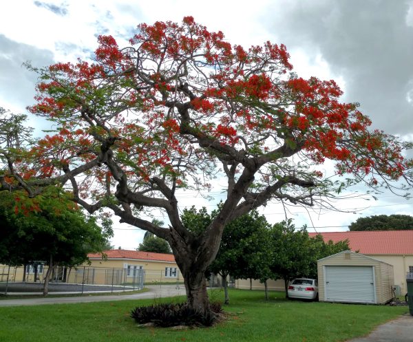 DELONIX REGIA RED SPECIMEN