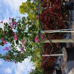 Bauhinia x Blakeana (Hong Kong Orchid)