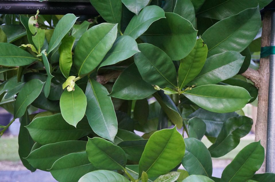 Amphitecna latifolia