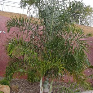 Dypsis Madagascariensis 'Mahajanga'