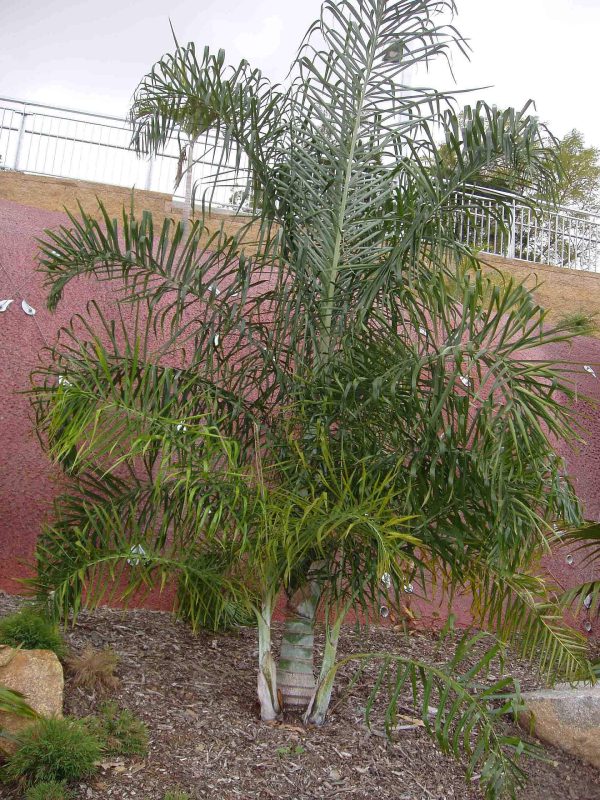 Dypsis Madagascariensis 'Mahajanga'