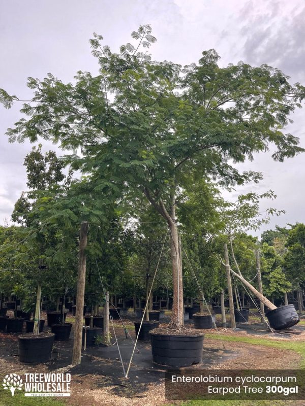 Enterolobium Cyclocarpum For Sale: Earpod Tree | Treeworld Wholesale