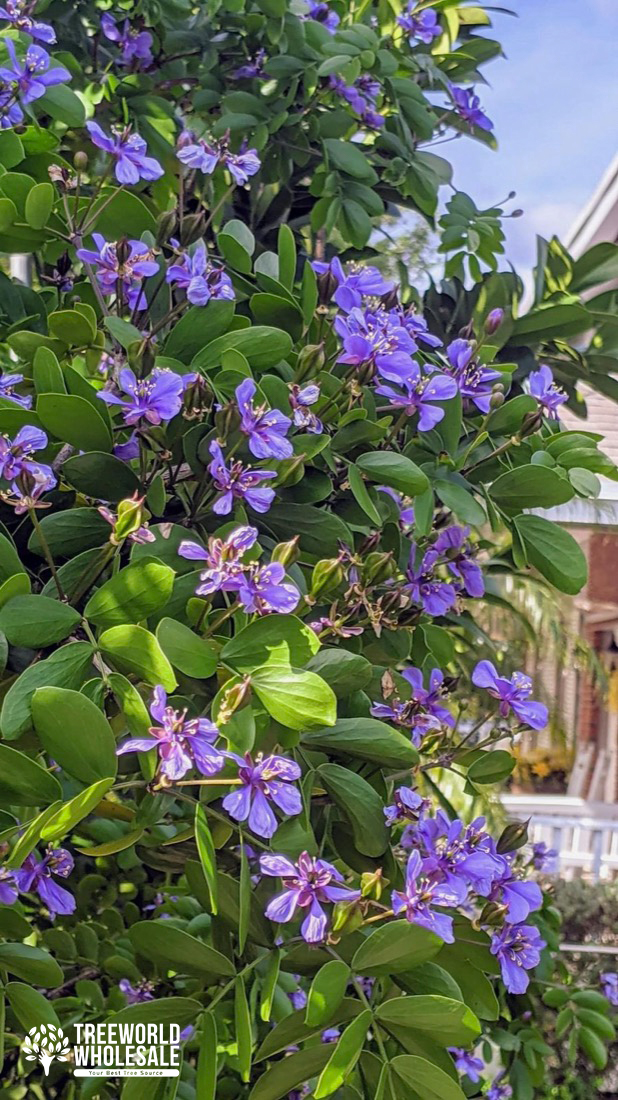 Guaiacum Sactum - Florida Lignum Vitae - Flower