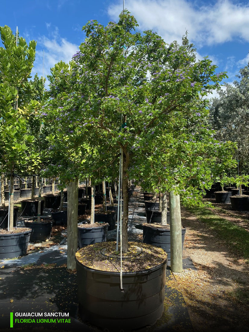 Lignum Vitae Tree For Sale