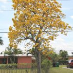 Tabebuia caraiba (Yellow Trumpet)