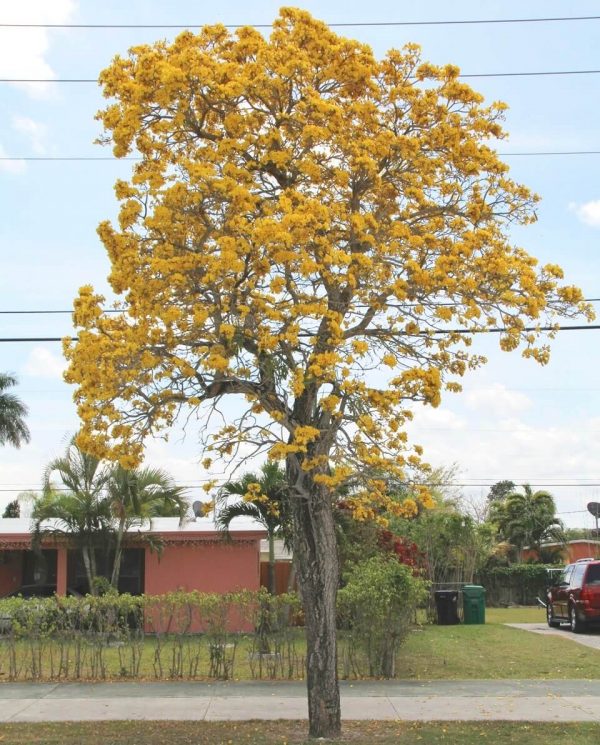 Tabebuia caraiba (Yellow Trumpet)
