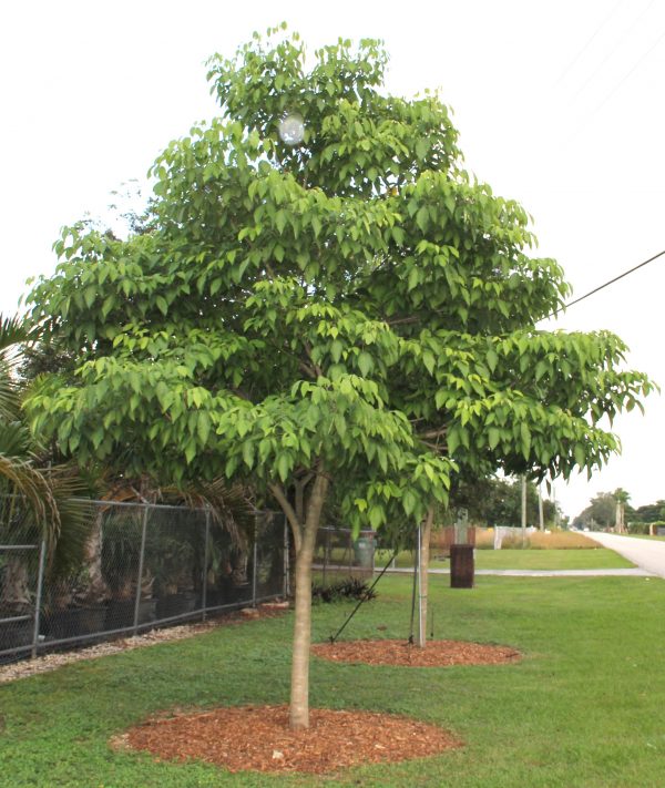 Amyris elemifera known as Torchwood or Sea Torchwood and at TreeWorld Wholesale