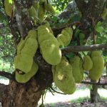 Artocarpus Heterophyllus (Jackfruit)