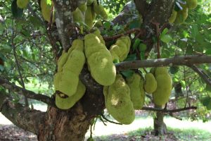 fruit trees Artocarpus Heterophyllus (Jackfruit)
