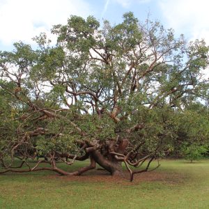 Bursera simaruba (Red Trunk-Belize)