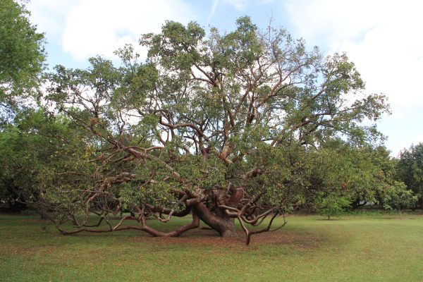 Bursera simaruba (Red Trunk-Belize)