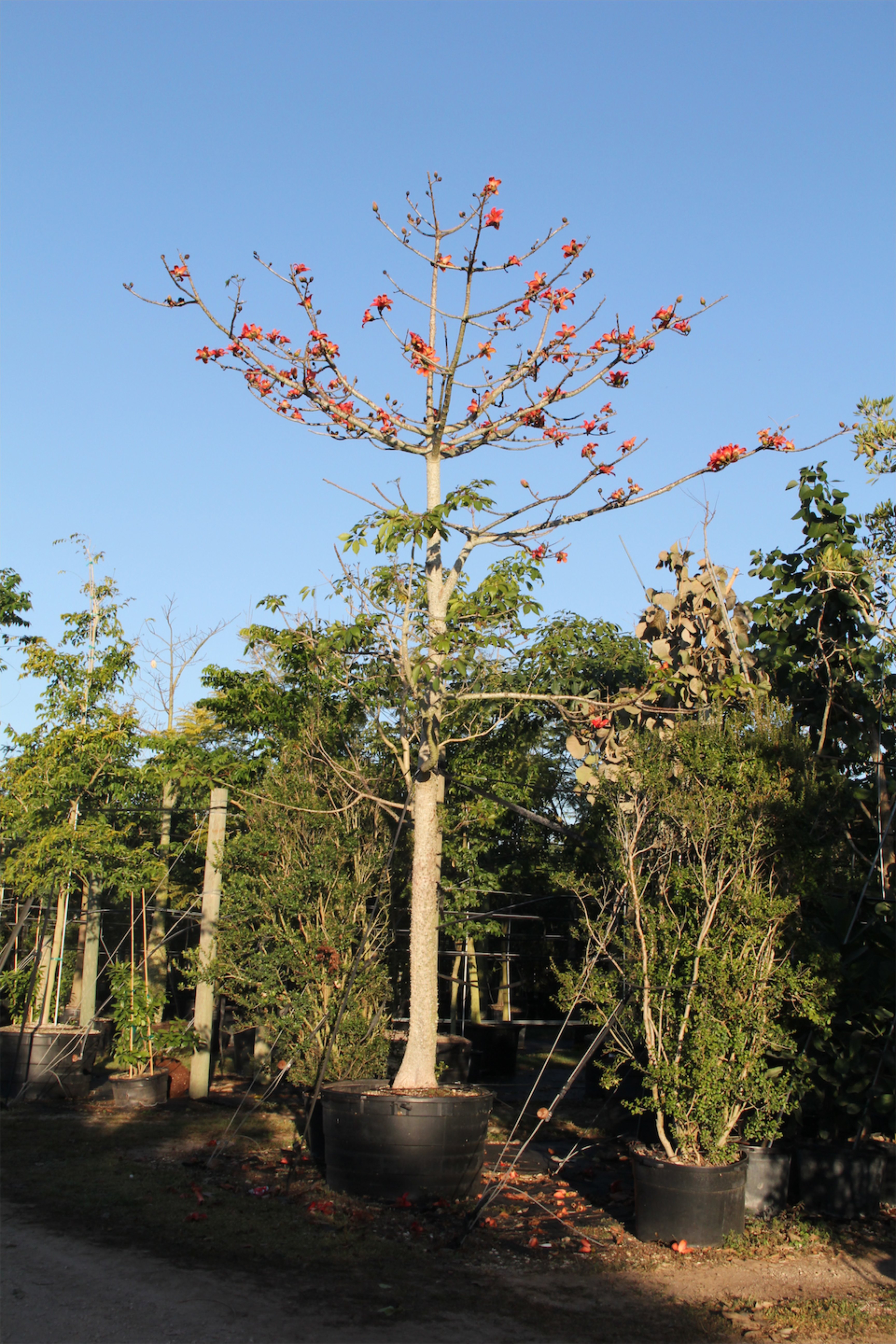 Bombax Ceiba  Treeworld Wholesale Bombax Ceiba