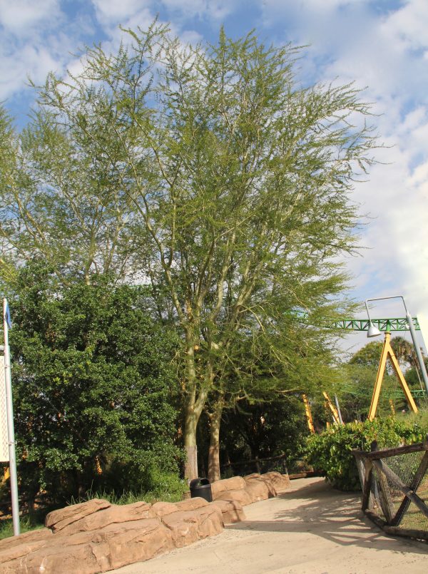 Specimen Acacia Xanthophloea known as Fever Tree at TreeWorld Wholesa
