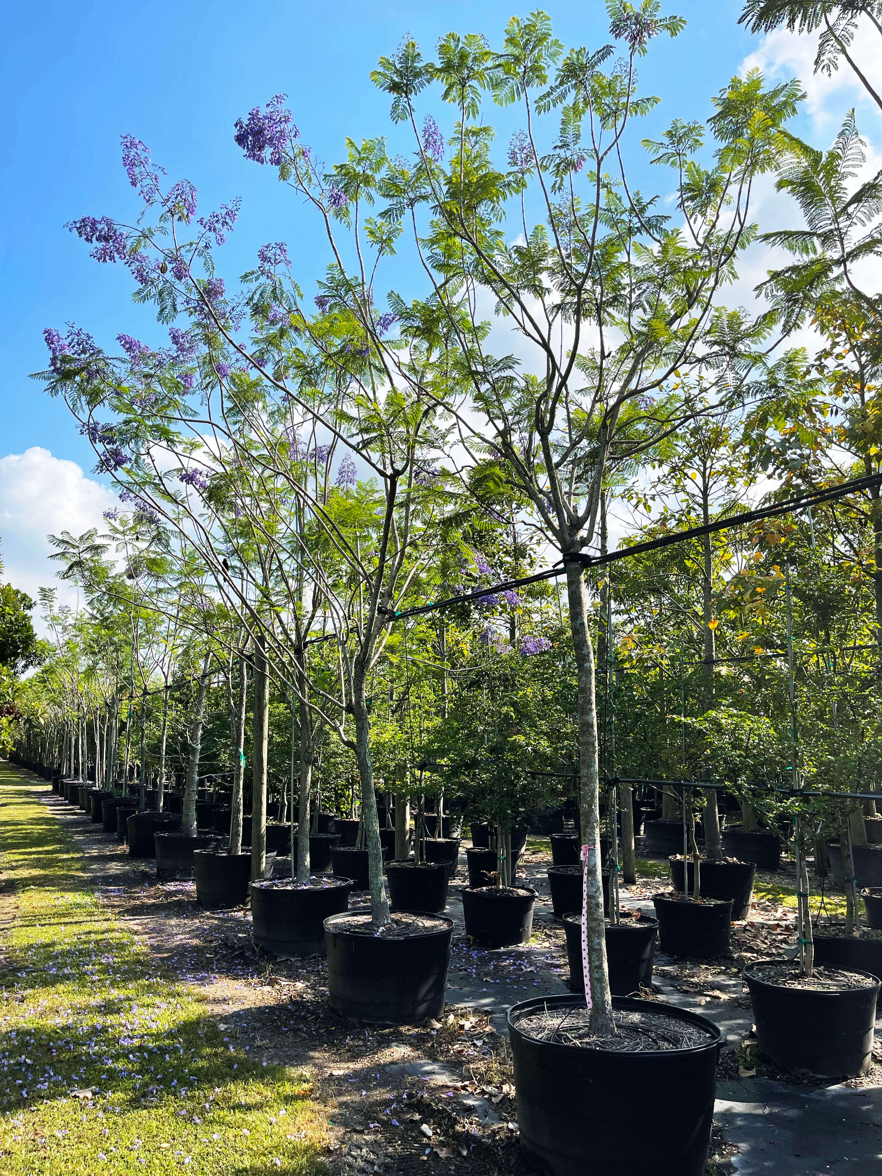 Jacaranda Mimosifolia (Blue Jacaranda) tree for sale in Florida