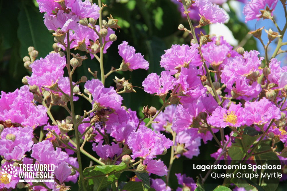 Lagerstroemia Speciosa - Queen Crape Myrtle - Flower