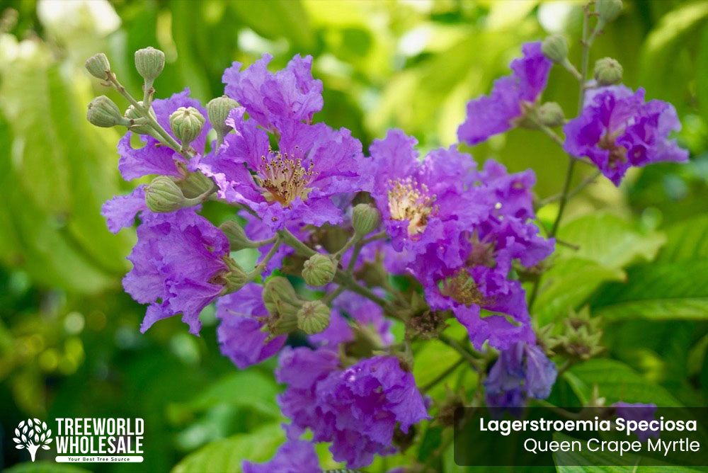 Lagerstroemia Speciosa - Queen Crape Myrtle - Flower
