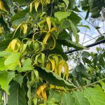 application of trees Leaves_YlangYlang_treewordl_wholesale