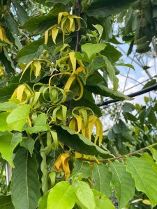 application of trees Leaves_YlangYlang_treewordl_wholesale