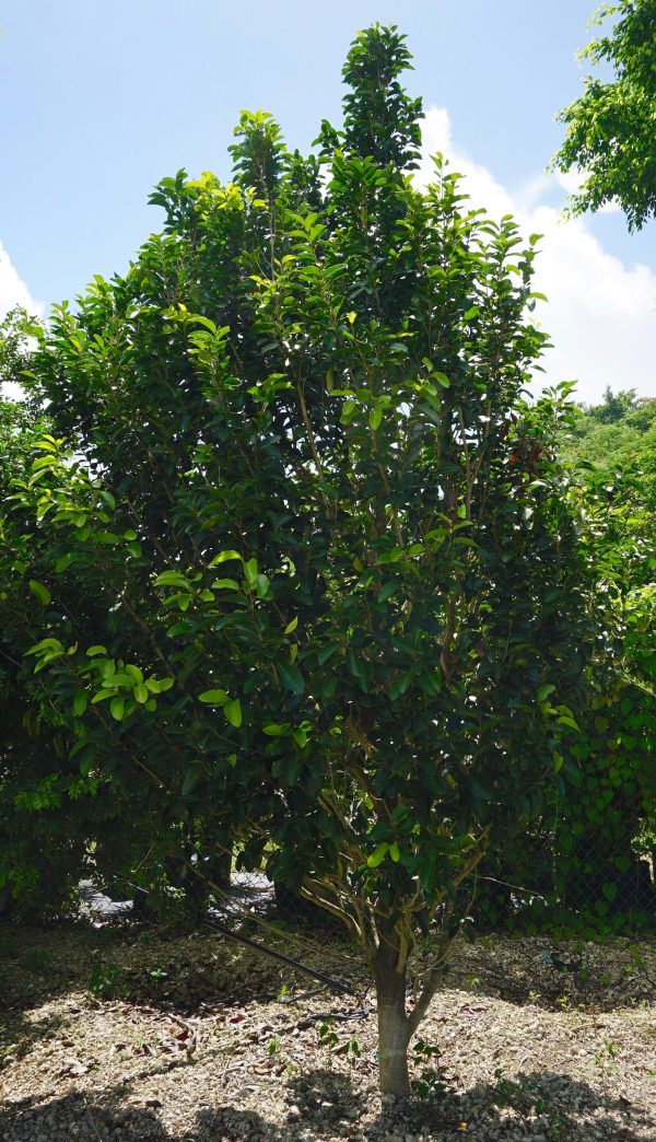 Drypetes lateriflora (Milk bark