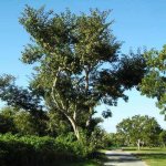 specimen Piscidia Piscipula (Jamaica Dogwood)