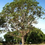 Eucalyptus Deglupta (Mindanao Gum)