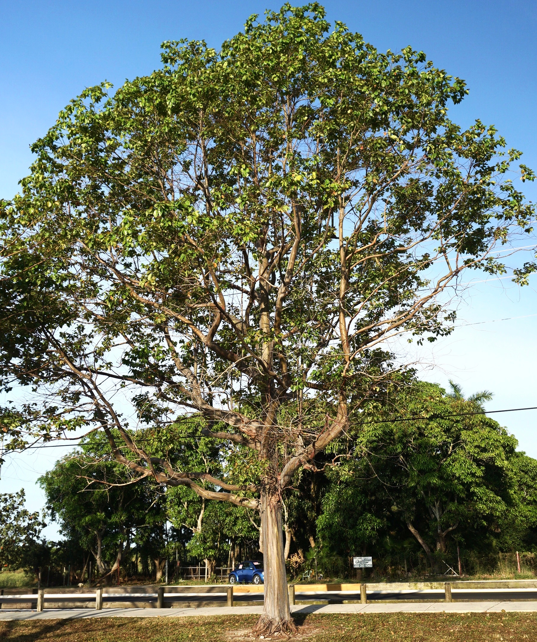Eucalyptus Deglupta (Mindanao Gum)