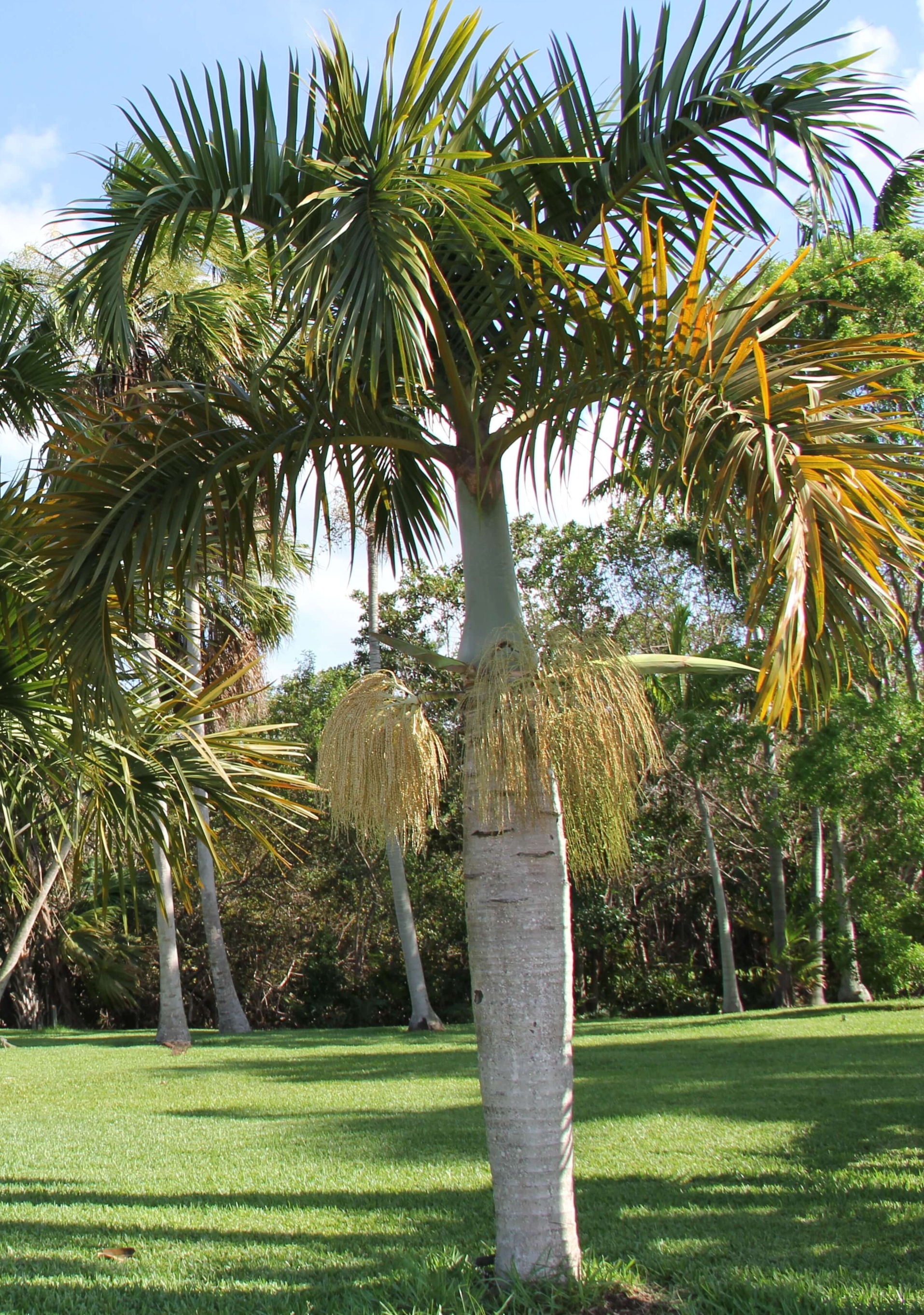 Hyophorbe Verschaffeltii | Treeworld Wholesale