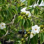 Seeds Cordia Boissieri White Geiger at TreeWorld