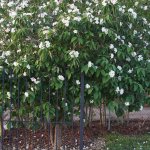 site cordia boissieri White Geiger