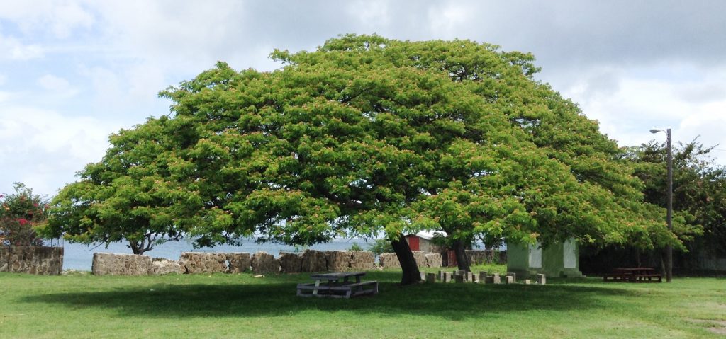 Specimen- Samanea Saman. How trees affect air quality